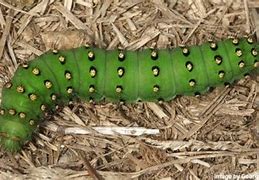 the smallest worm will turn, being trodden on